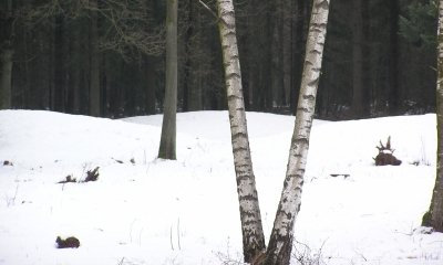 cultuurhistorie-grafheuvel-in-de-sneeuw