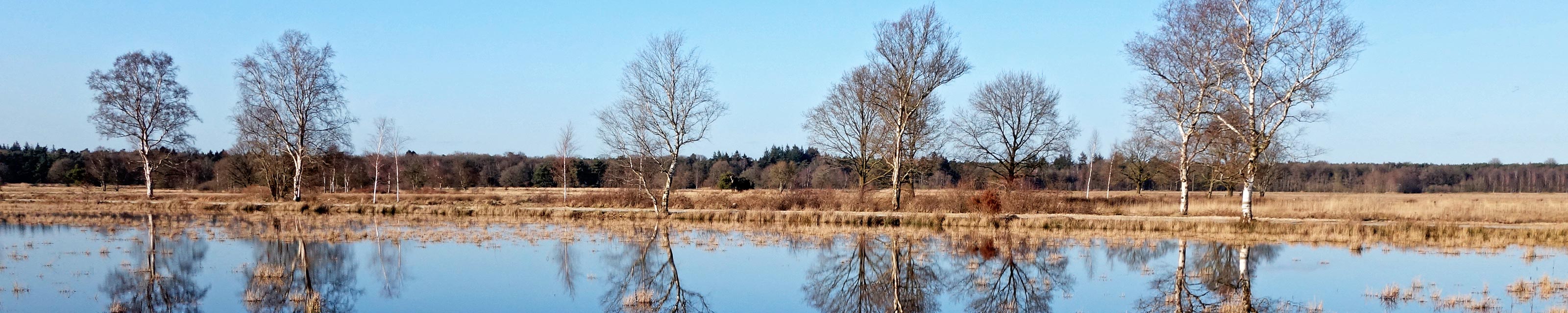 dwveld-carrousel-berken