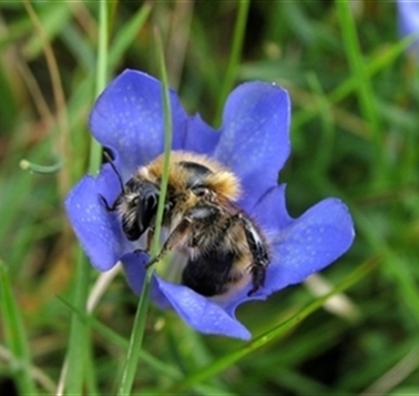 klokjesgentiaan met hommel