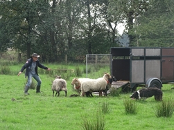 Schapendrijven