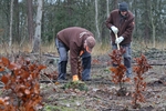 Vrijwilligers planten beuken