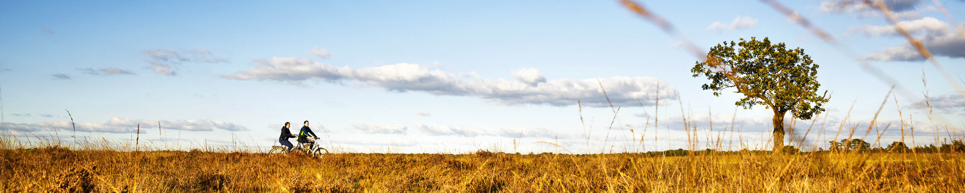 fietsen Dwingelderveld